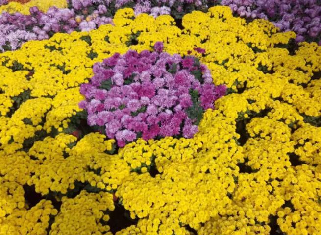 万盆菊花免费送