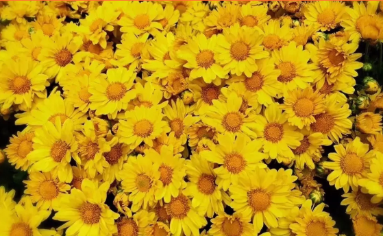 金秋赏菊来临山 菊花节里共狂欢  铁道游