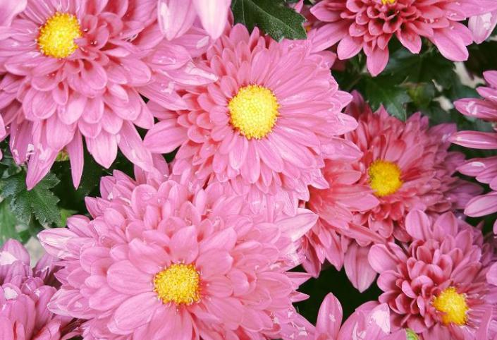 重阳节·菊花节·老人节